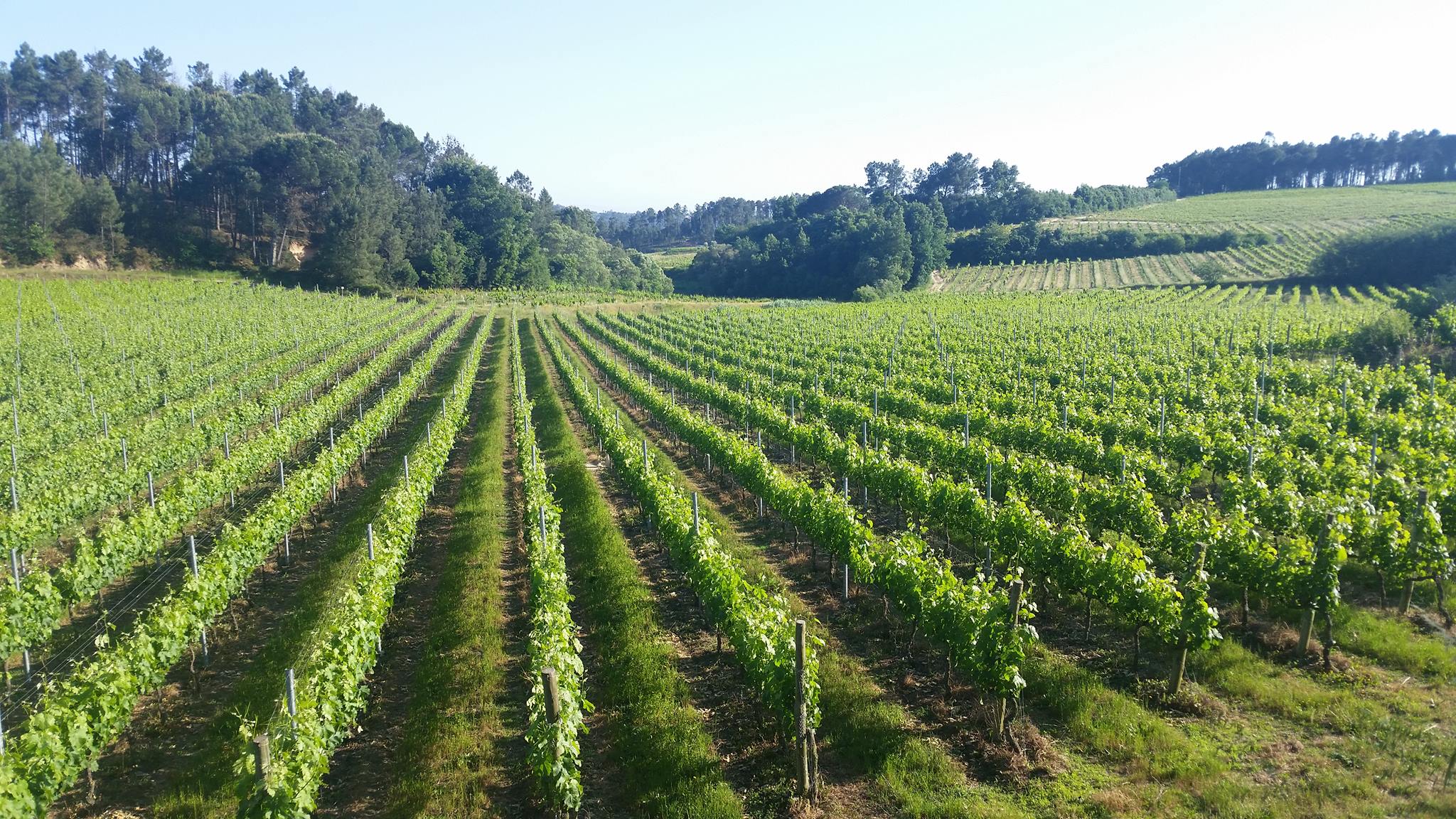 CM Wines